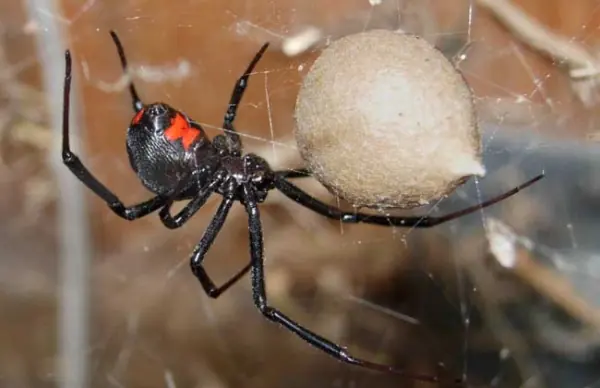 毒蜘蛛黑寡妇为什么不能拍死(黑寡妇蜘蛛的毒性有多大？)-第4张图片-爱游哥学习网