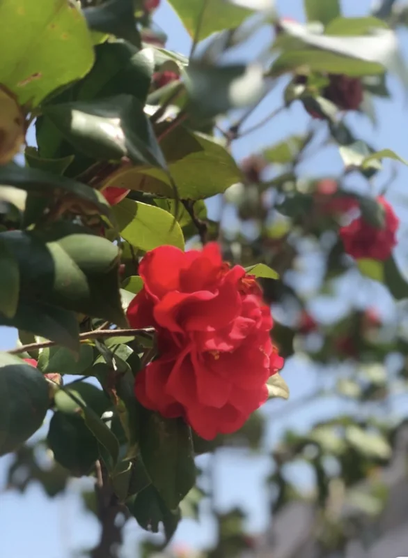 苹果iphone4功能(苹果iphone4水货)-第5张图片-爱游哥学习网