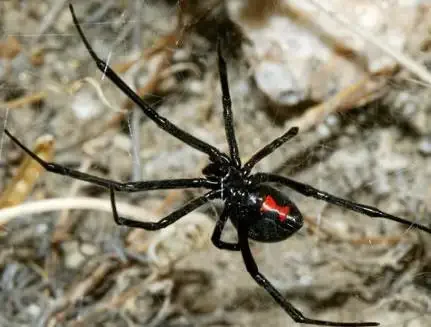 毒蜘蛛黑寡妇为什么不能拍死(黑寡妇蜘蛛的毒性有多大？)-第5张图片-爱游哥学习网