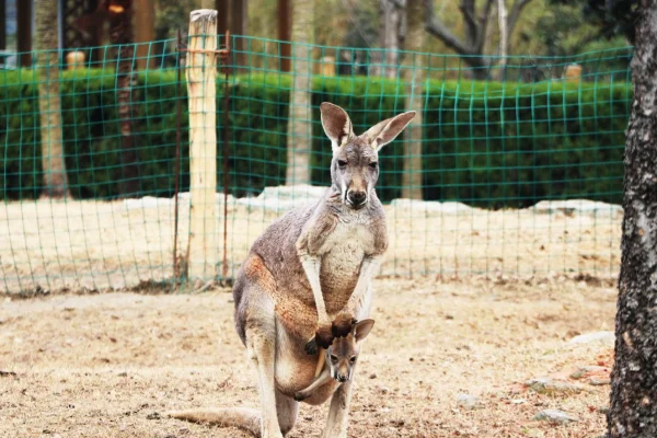 袋鼠妈妈护肤品安全吗？袋鼠妈妈护肤品怎么样？