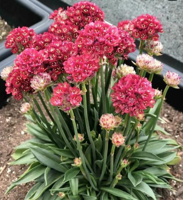 thrift的词根？thrift怎么记忆