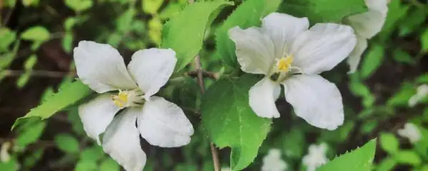 手工小白花的制作方法(简易小白花的制作方法)-第10张图片-爱游哥学习网