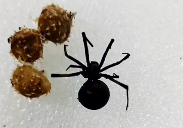 毒蜘蛛黑寡妇为什么不能拍死(黑寡妇蜘蛛的毒性有多大？)